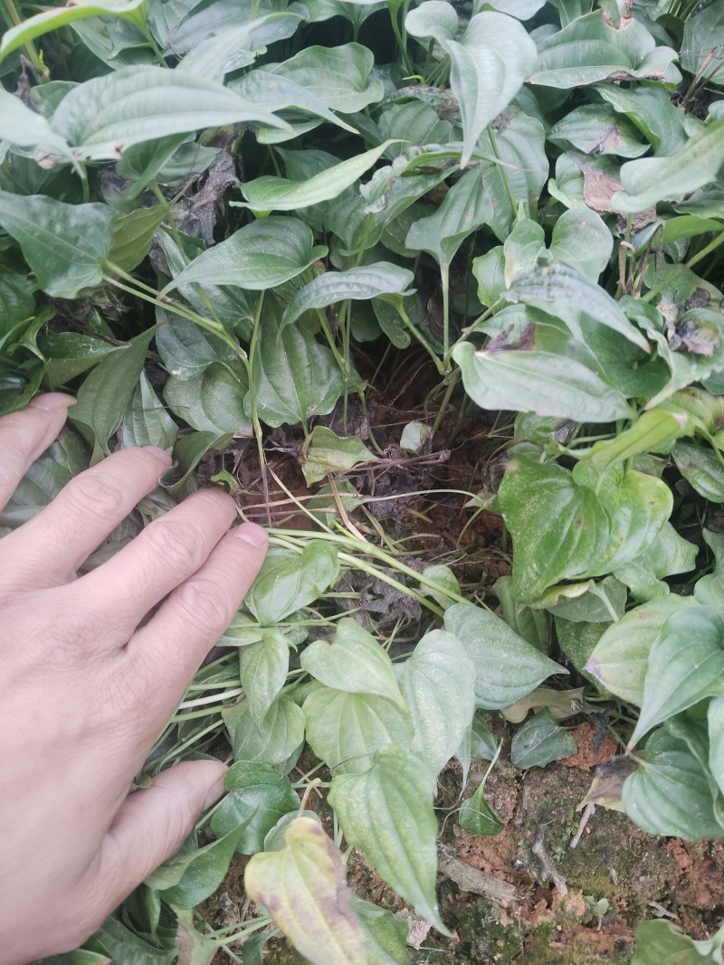 百部苗，改良百部苗，药材百部苗，红花百部苗，白花百部苗