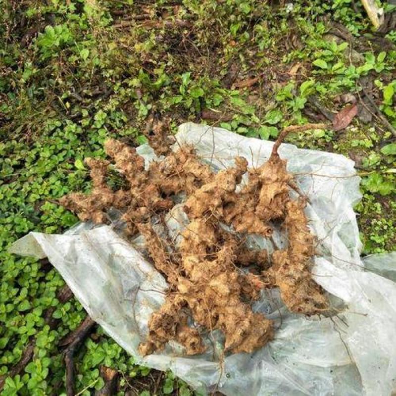 土茯苓苗，药材苗，基地直发价格实惠，