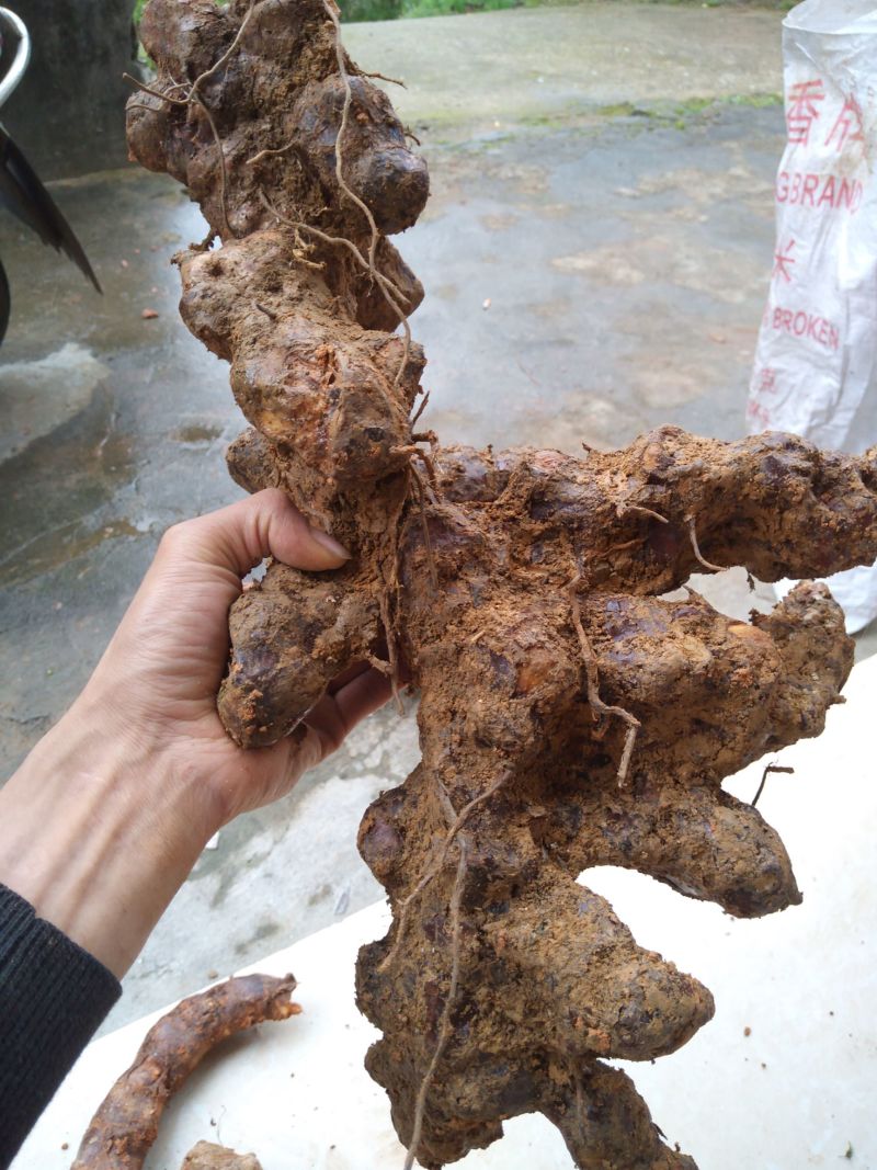 土茯苓苗，药材苗，基地直发价格实惠，