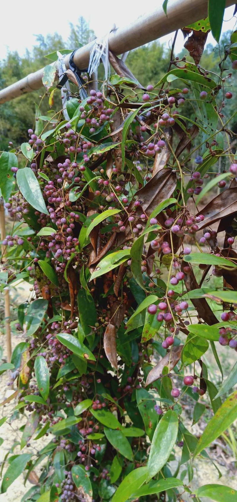 土茯苓苗，药材苗，基地直发价格实惠，