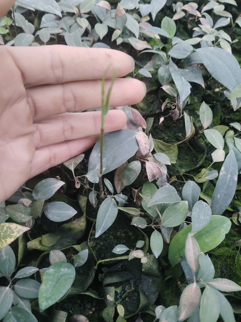 土茯苓苗，药材苗，基地直发价格实惠，