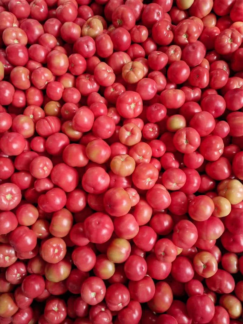 《西红柿》福建精品硬粉西红柿，常年供应价格便宜