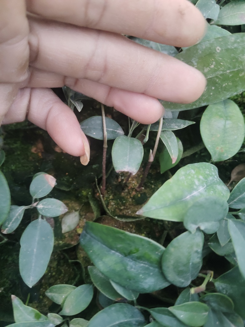 土茯苓苗，药材苗，基地直发价格实惠，