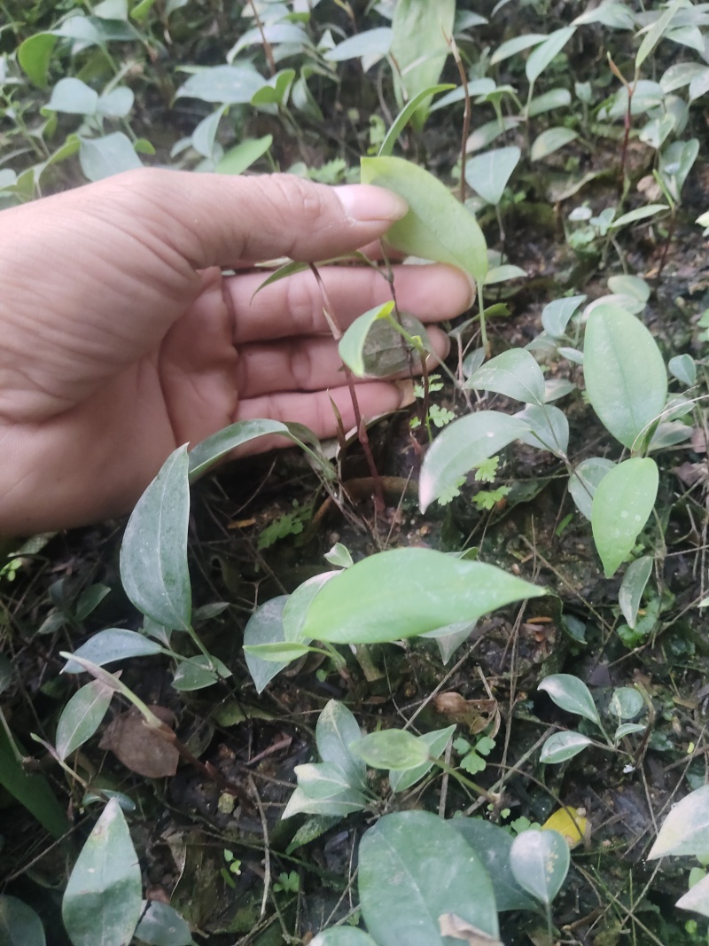 土茯苓苗，药材苗，基地直发价格实惠，