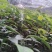 土茯苓苗，药材苗，基地直发价格实惠，
