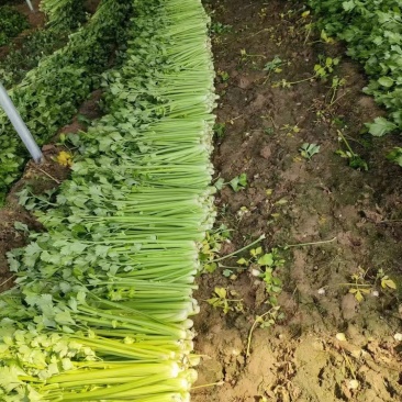 河南优质大棚芹菜陆续上市，质优价廉，大量出货