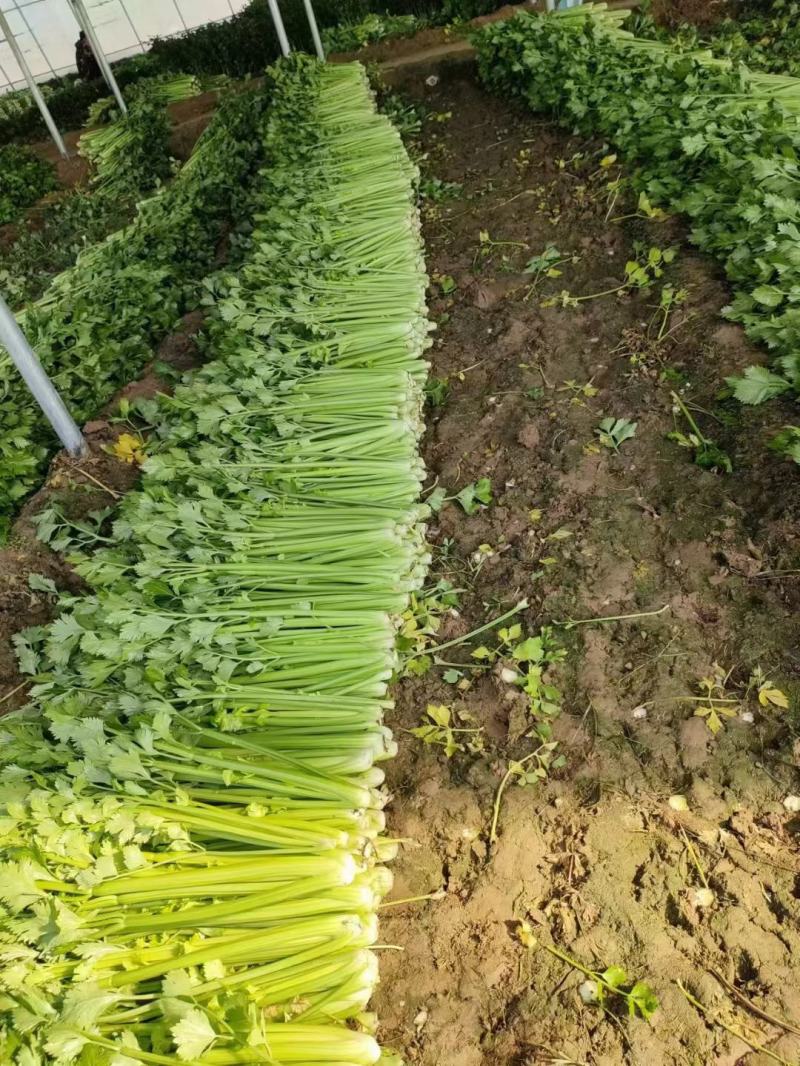 河南优质大棚芹菜陆续上市，质优价廉，大量出货