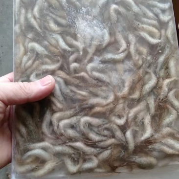 青河虾，小河虾，虾仔，厂家直接，量大详谈