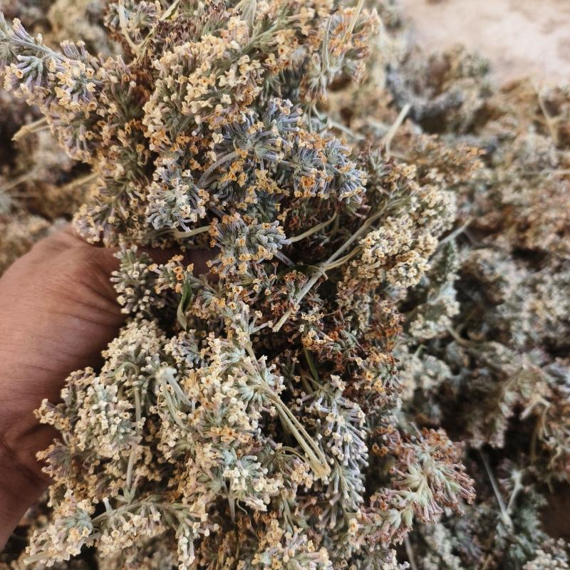 密蒙花