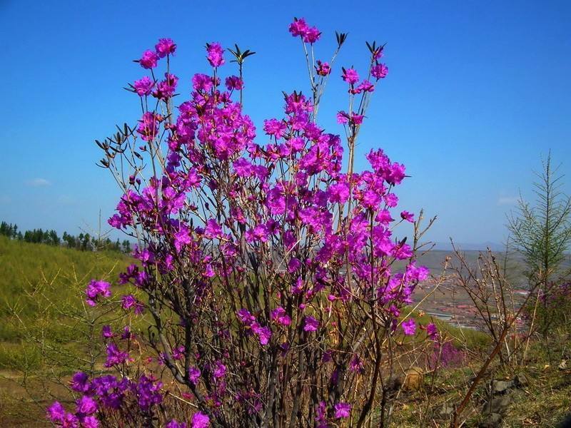 东北映山红达达香杜鹃花基地直发浩海浆果