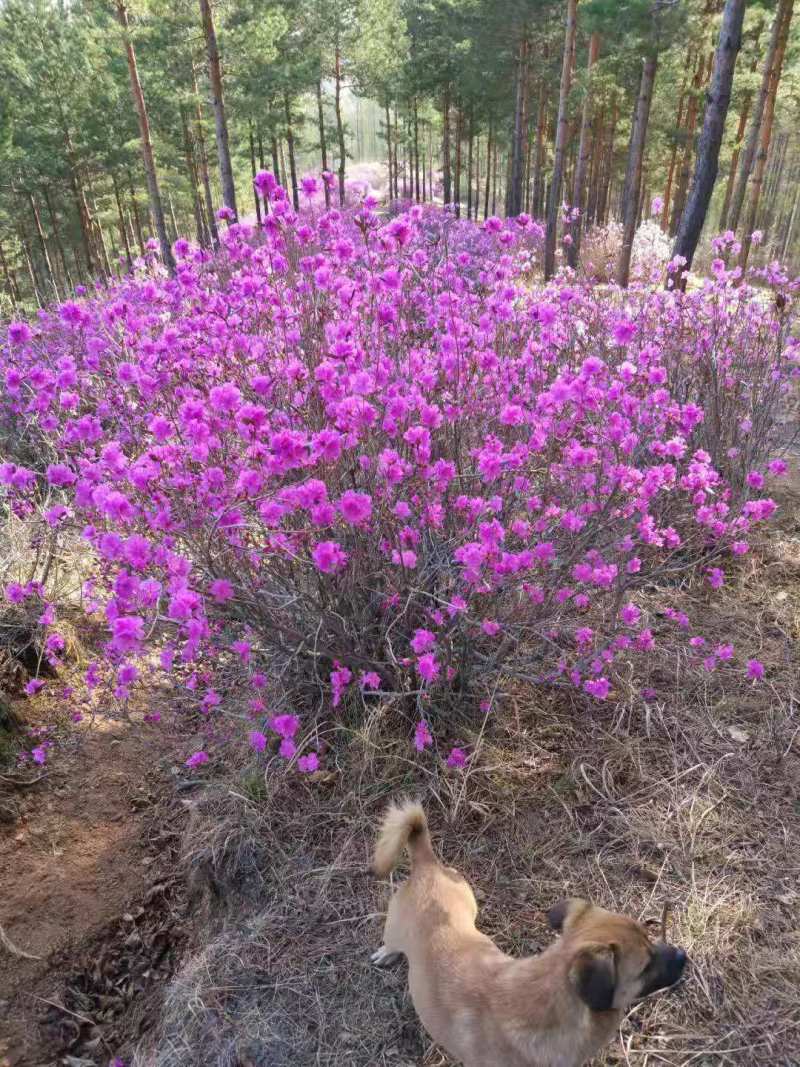 东北映山红达达香杜鹃花基地直发浩海浆果
