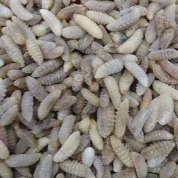 熟冻金环蜂蛹，土蜂虎头蜂蛹，大量批发，量大详谈，一手货源