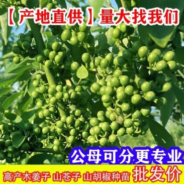木姜子苗山胡椒苗山苍子苗各种大小规格的苗基地批发