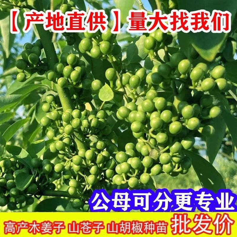 木姜子苗山胡椒苗山苍子苗各种大小规格的苗基地批发