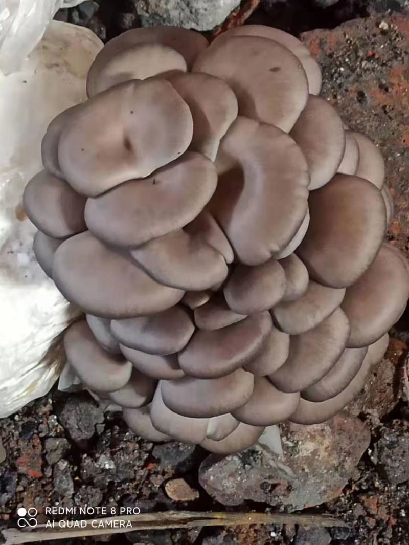 人工菌大量供应新鲜发货，量大从优云南曲靖种植场直发