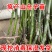 木姜子苗山胡椒苗山苍子苗各种大小规格的苗基地批发