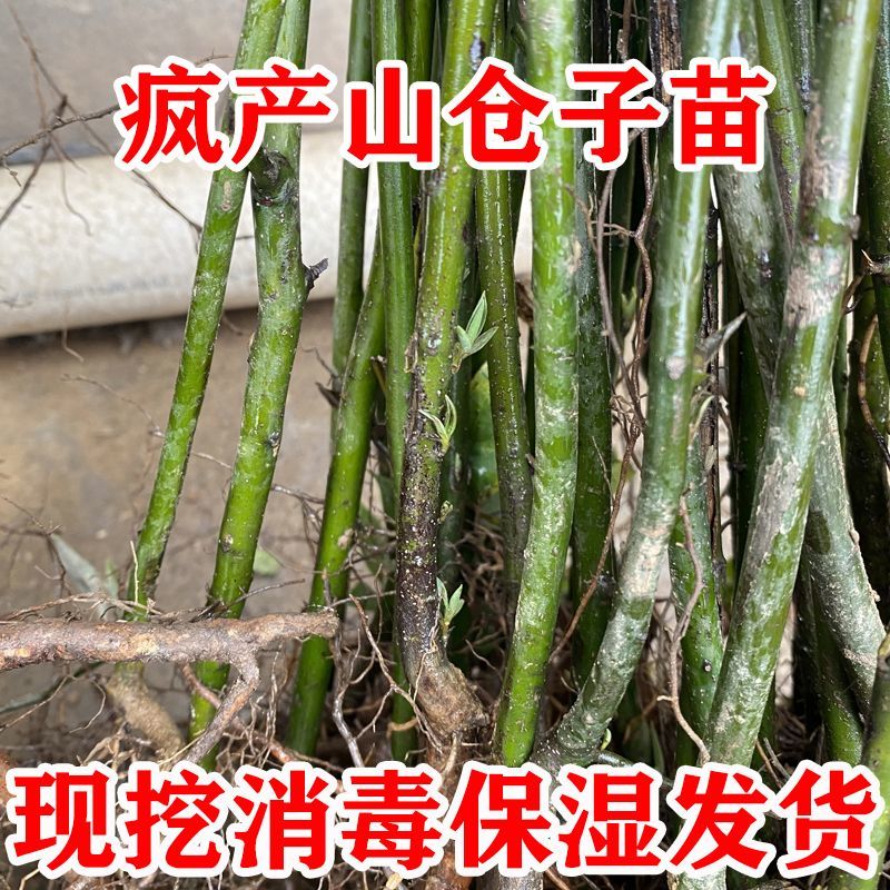 木姜子苗山胡椒苗山苍子苗各种大小规格的苗基地批发
