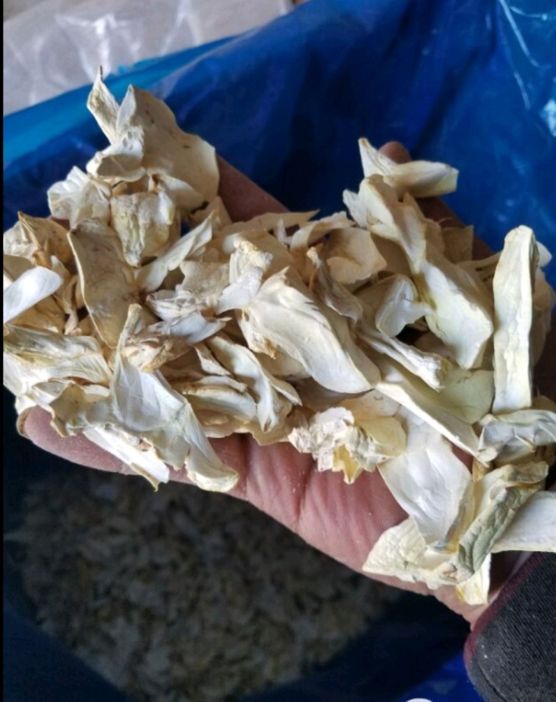 人工菌大量供应新鲜发货，量大从优云南曲靖种植场直发