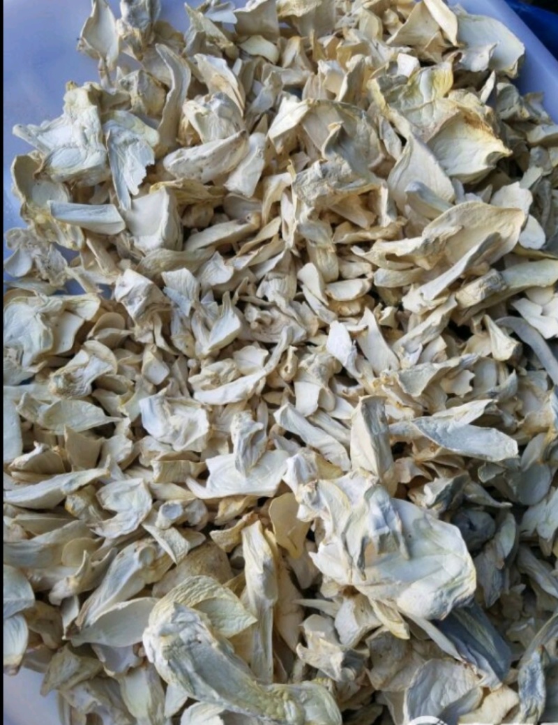 人工菌大量供应新鲜发货，量大从优云南曲靖种植场直发