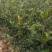 成活率高油茶苗，各种规格齐全品质保障欢迎下单