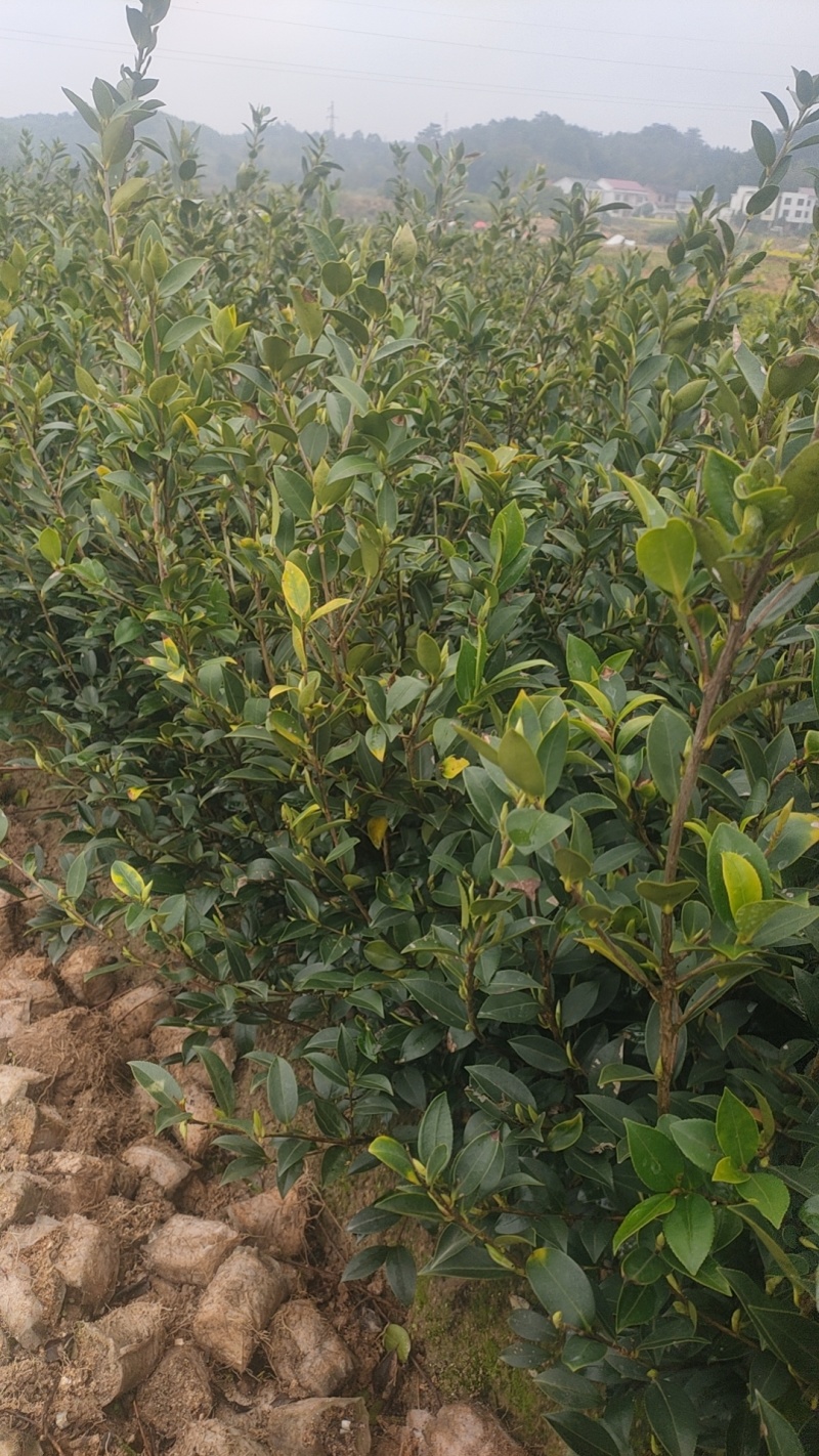 成活率高油茶苗，各种规格齐全品质保障欢迎下单