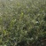 成活率高油茶苗，各种规格齐全品质保障欢迎下单