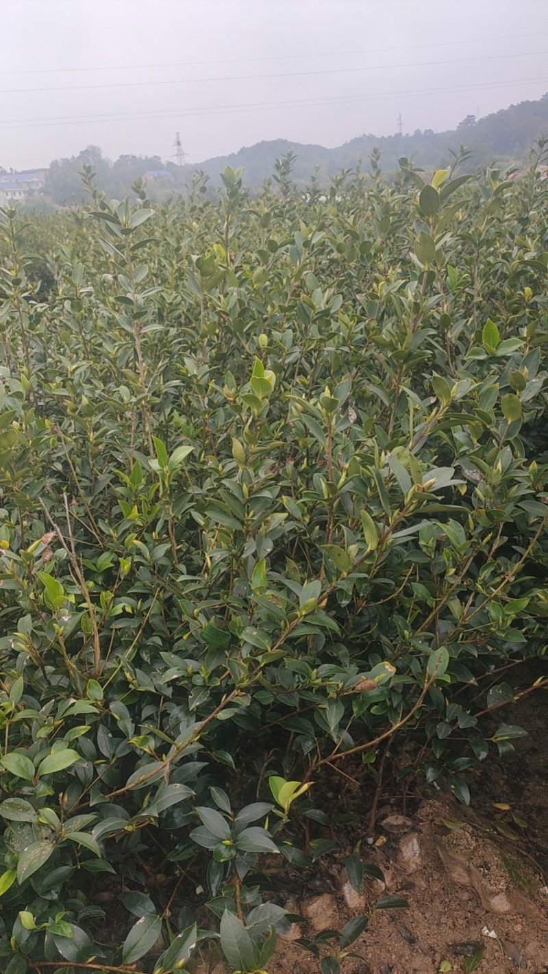 成活率高油茶苗，各种规格齐全品质保障欢迎下单