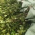 成活率高油茶苗，各种规格齐全品质保障欢迎下单