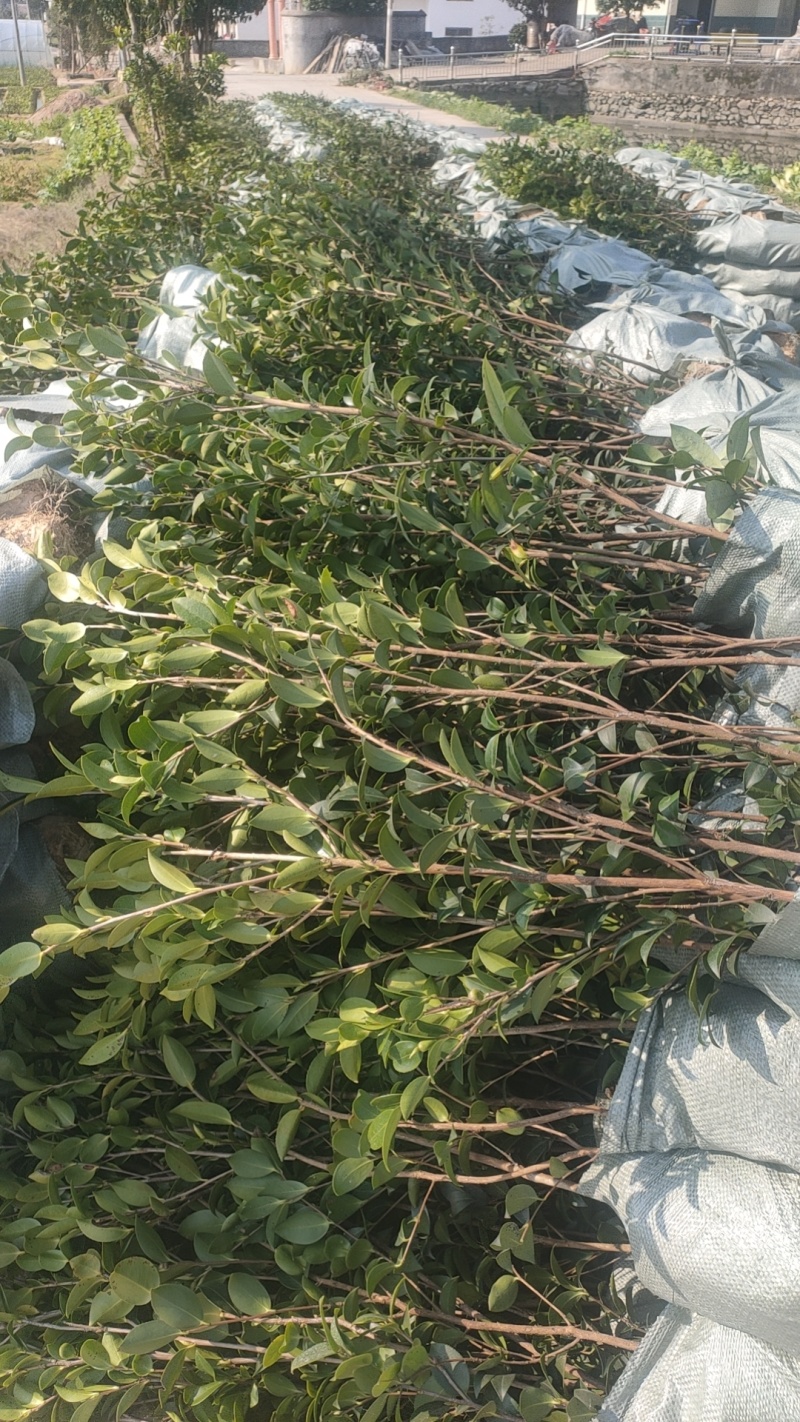 成活率高油茶苗，各种规格齐全品质保障欢迎下单