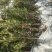 成活率高油茶苗，各种规格齐全品质保障欢迎下单