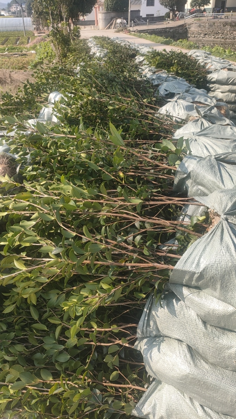 成活率高油茶苗，各种规格齐全品质保障欢迎下单