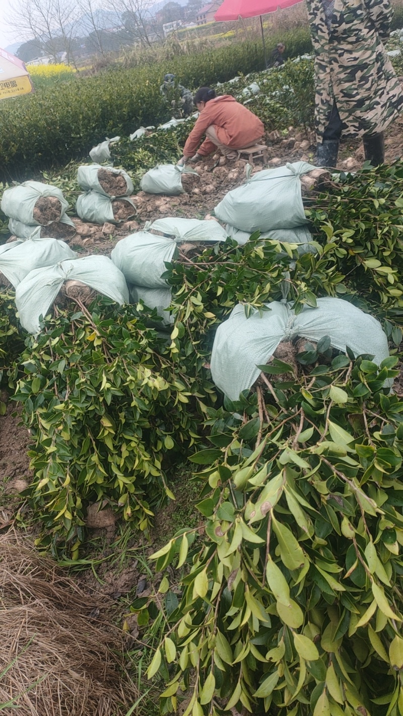 成活率高油茶苗，各种规格齐全品质保障欢迎下单