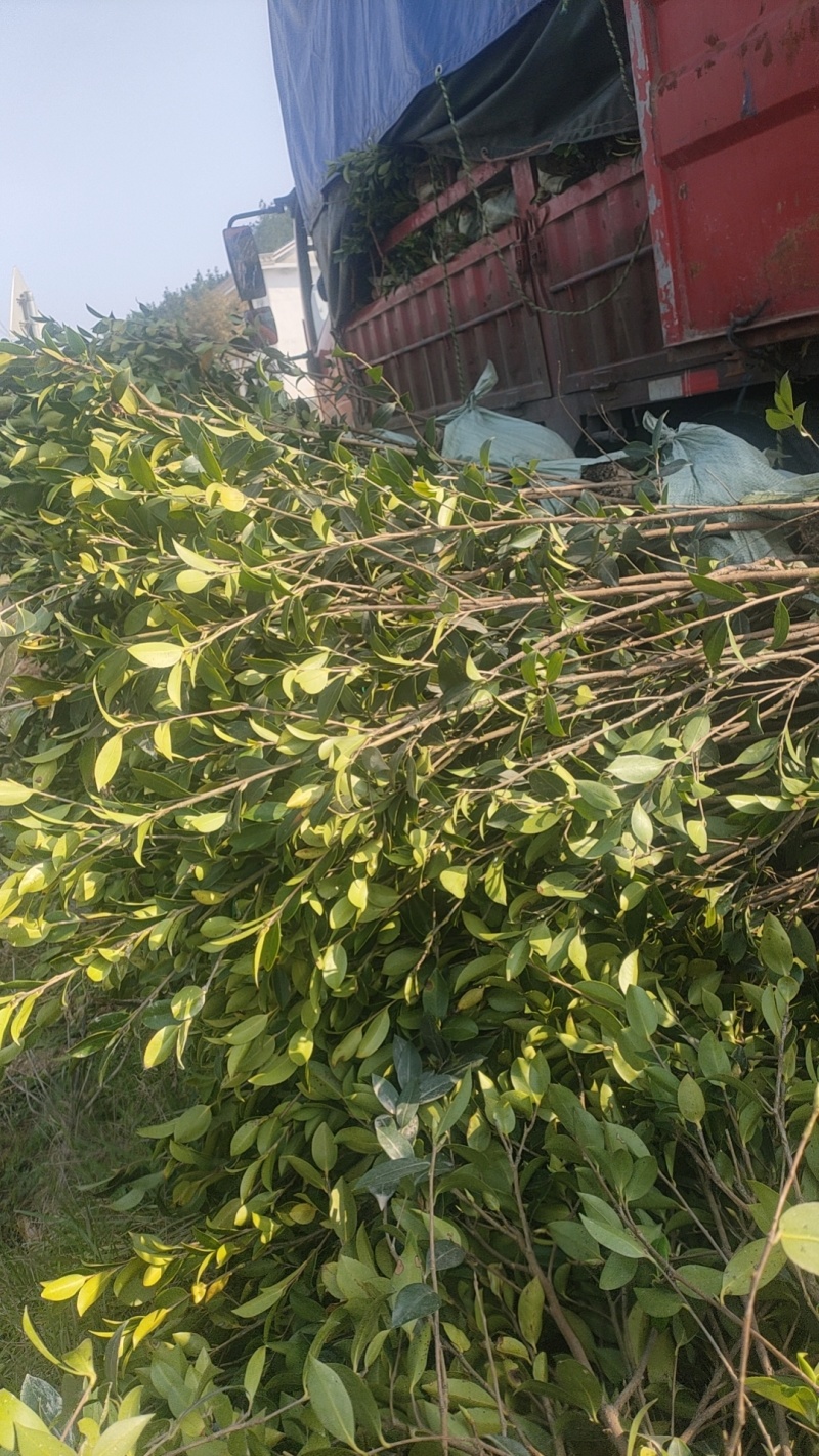 成活率高油茶苗，各种规格齐全品质保障欢迎下单