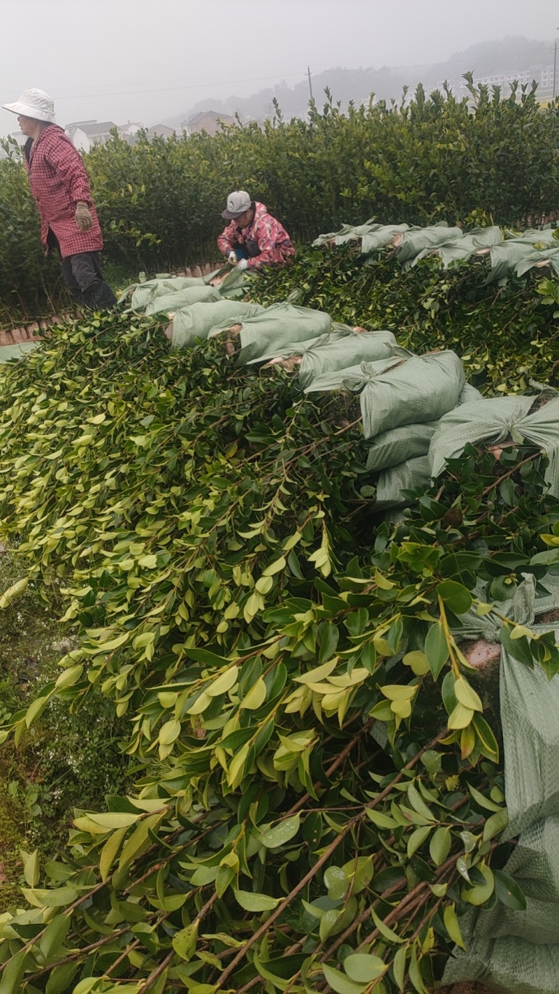 成活率高油茶苗，各种规格齐全品质保障欢迎下单