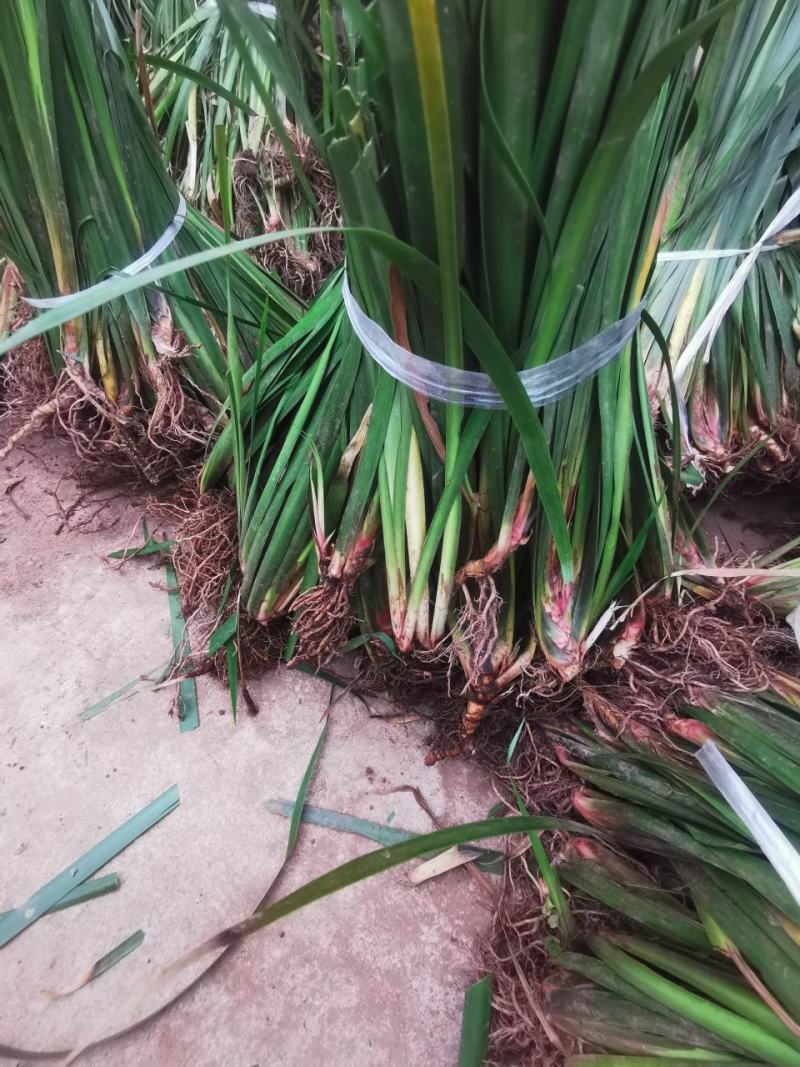 石菖蒲苗，产地直供，量大从优，宽叶好品种