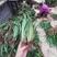 石菖蒲苗，产地直供，量大从优，宽叶好品种