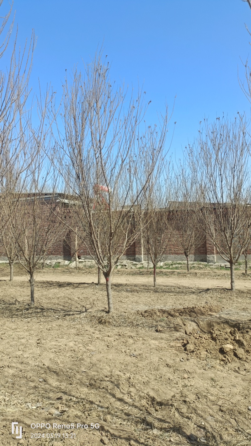 李子树
