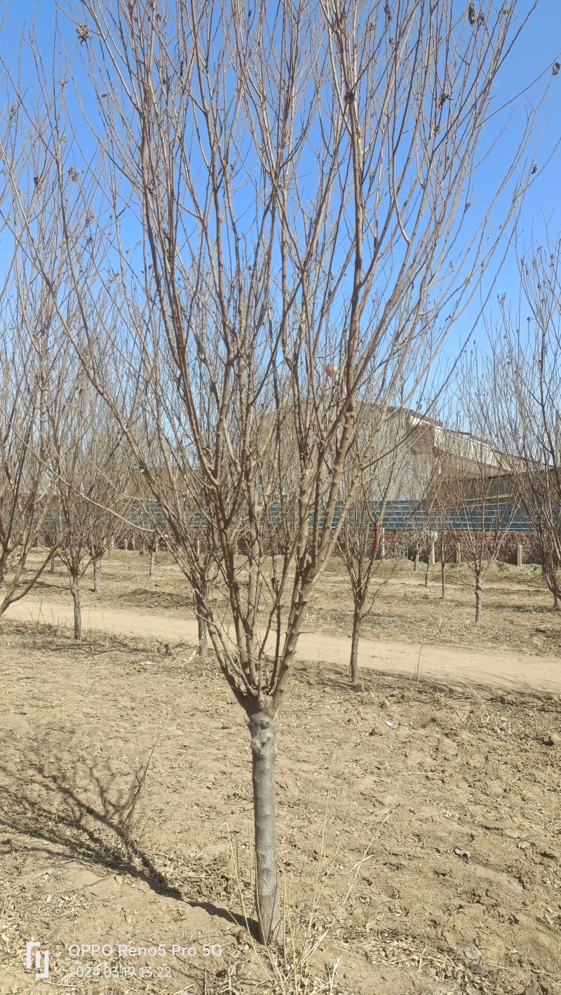李子树