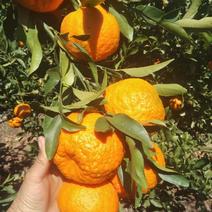 宾川晚芦柑橘大量上市，口感最佳，