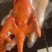 【脆皮乳鸽】批发225-275克乳鸽半成品5只包装酒楼超