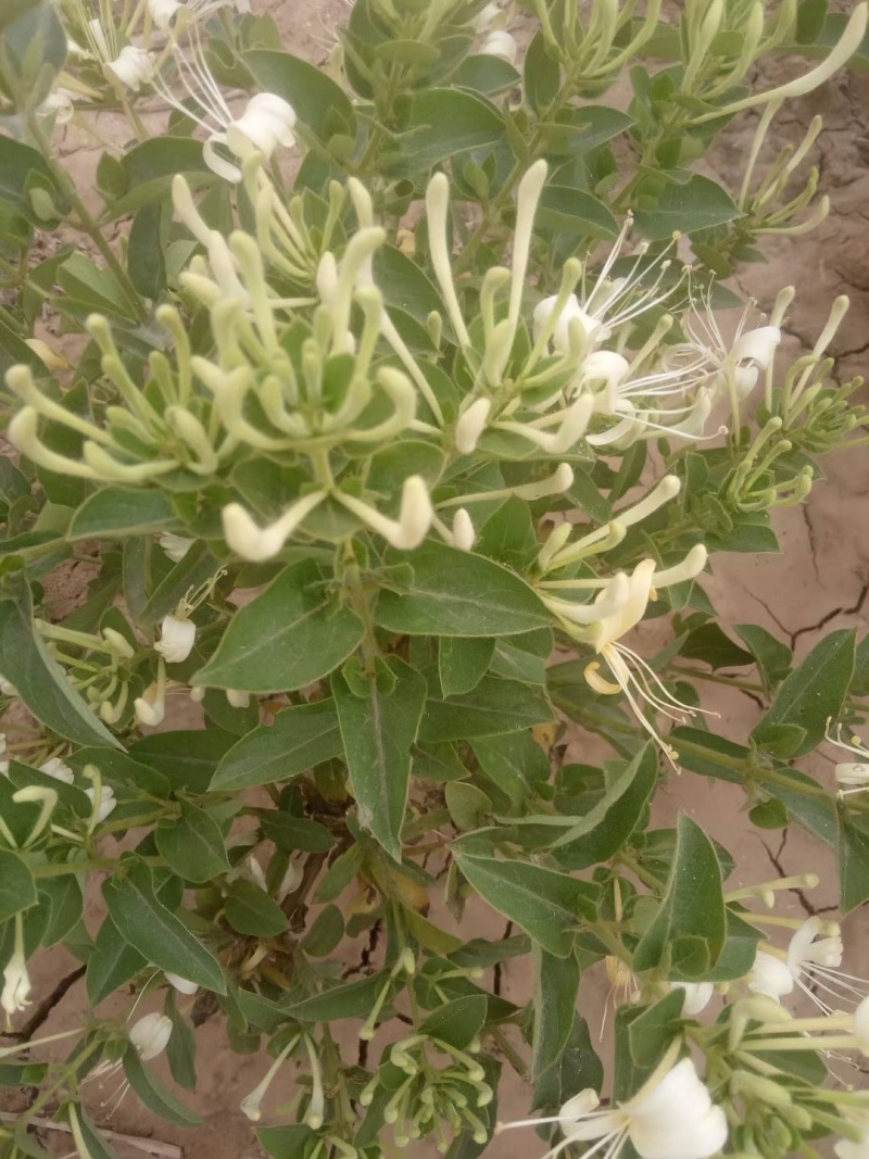 河南封丘四季树形金银花苗