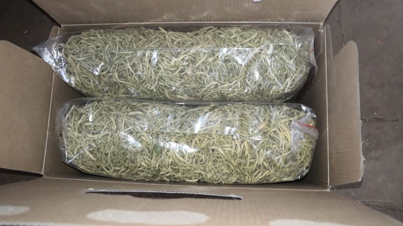 河南封丘四季树形金银花苗