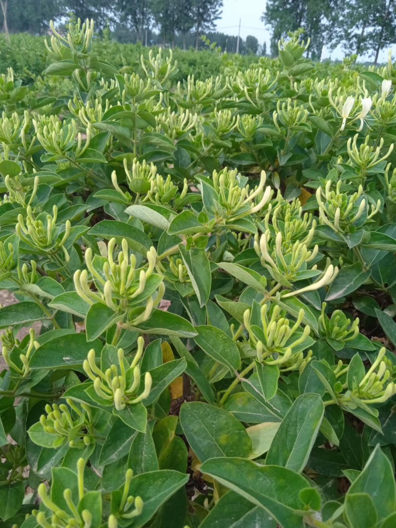 河南封丘四季树形金银花苗