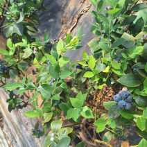 丹东大量蓝莓