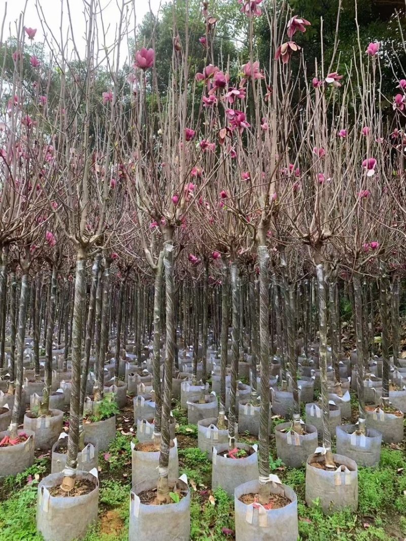 紫玉兰3-8公分，大量现货出售，欢迎来电，支持视频看货