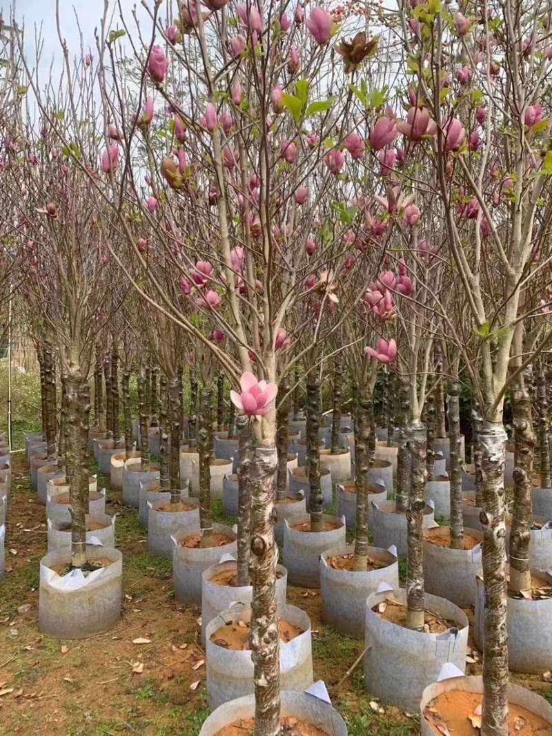 紫玉兰3-8公分，大量现货出售，欢迎来电，支持视频看货