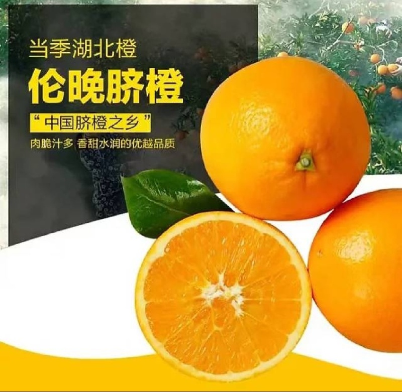 秭归伦晚/汁水充足，纯甜无渣，口感细腻挂树鲜果，看园采果