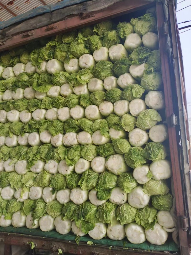 河北定州三号白菜大量现货出售，质量有保证，价格合理，需要