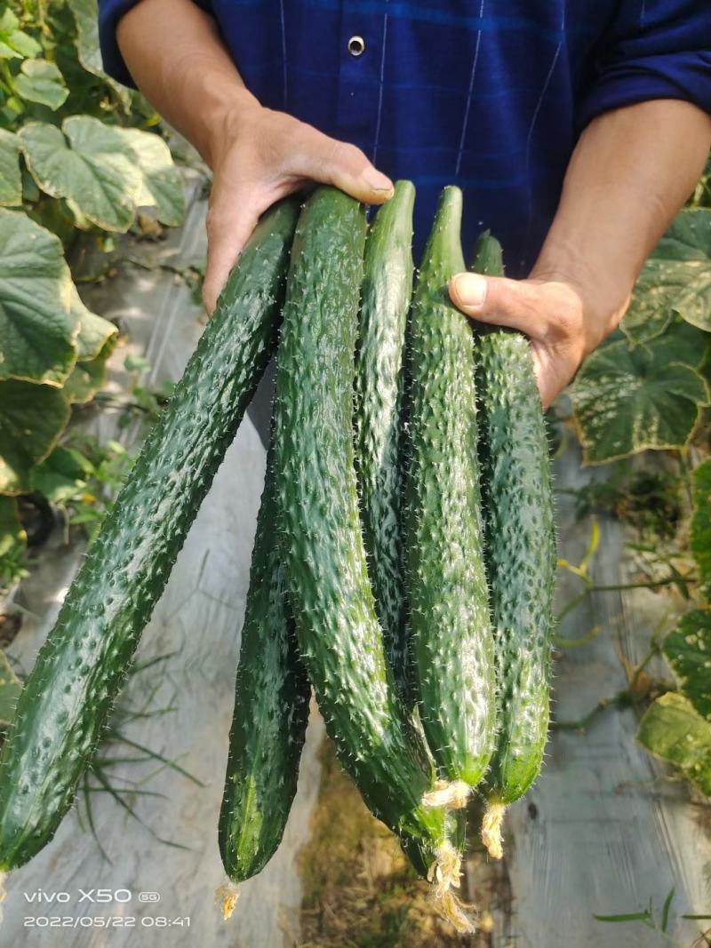 商丘夏邑黄瓜大量供应品质好质量优交通方便