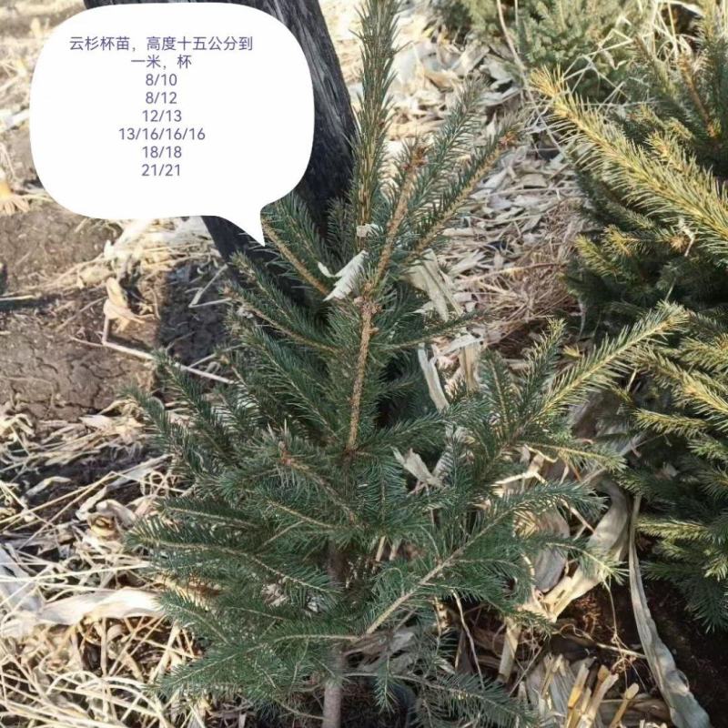 云杉杯苗，小苗，定植苖量大规格全成活率高欢迎选购东北货源